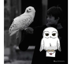 Harry Potter Hedwig Pin Rozet - Thumbnail