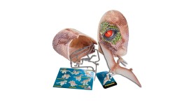 Simba Toys Nature World Dino Set in Egg Sürpriz Paket - Thumbnail