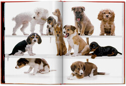 Taschen Walter Chandoha Dogs Photographs 1941 - 1991 - Thumbnail
